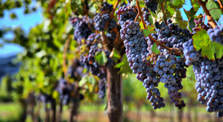 一年四季，葡萄藤在忙活什么？